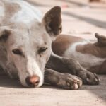 272920-cinco-consejos-para-proteger-a-los-perros-de-los-golpes-de-calor