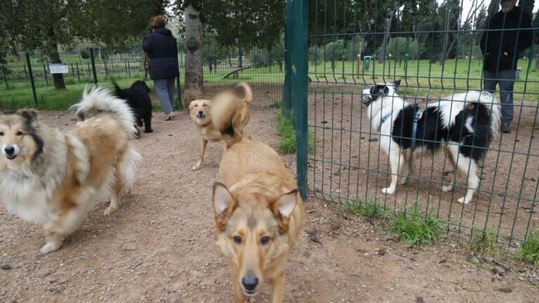 Córdoba registra cada día más de una inspección por mascotas