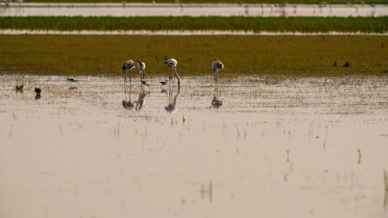 Doñana intenta protegerse de la gripe aviar y activa una campaña de control de aves en Veta La Palma
