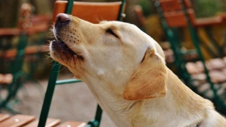 Por qué los perros aúllan: 8 motivos que explican este comportamiento
