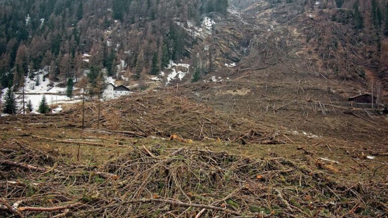 La tala rasa de bosques aumenta 18 veces la frecuencia y magnitud de las inundaciones catastróficas