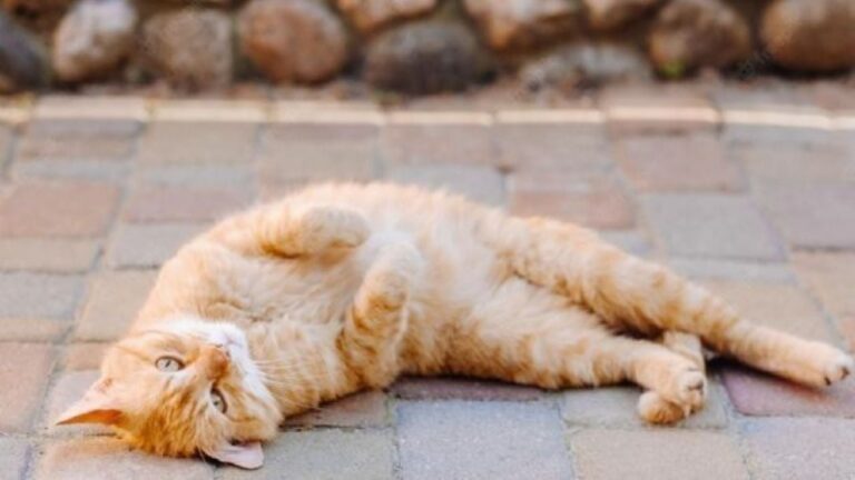Por qué los gatos se ponen boca arriba cuando te ven?