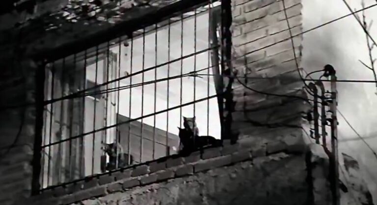Denuncian que comen gatos en Córdoba: pobreza, sin techo y drogas