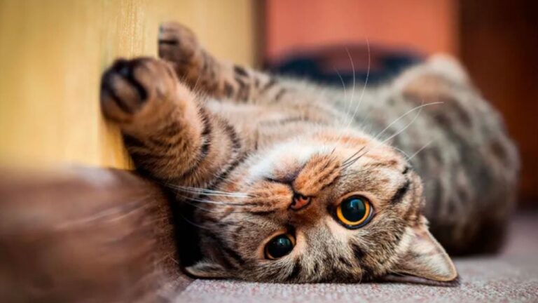 Estudio revela por qué los gatos no obedecen como los perros