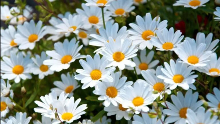 Margaritas en primavera: consejos clave para que florezcan con fuerza