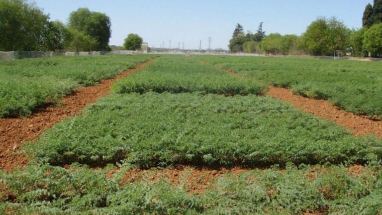 La DOP del Garbanzo de la Campiña de Córdoba avanza hacia su inscripción