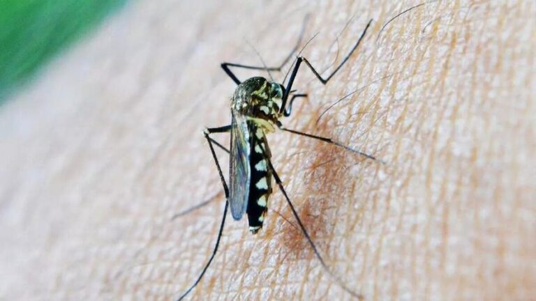 Córdoba tiene a 13 municipios en riesgo por presencia del virus del Nilo