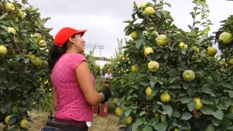 La cosecha del membrillo se reduce a la mitad en Puente Genil