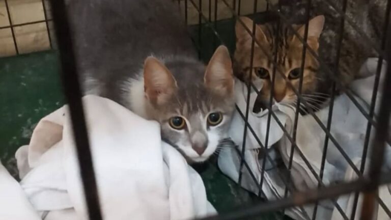 Valle Hermoso refuerza las castraciones gratuitas para mascotas