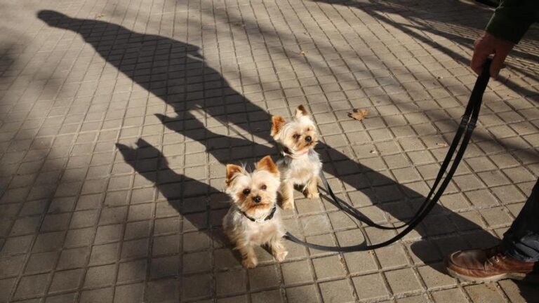 Una iniciativa pionera en Badalona facilita a los animales entrar a los tanatorios para despedirse de sus dueños