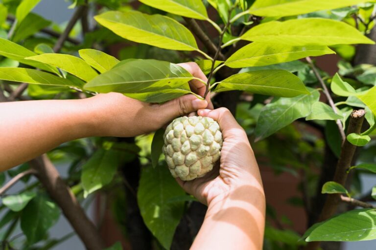 Graviola: el misterio de la fruta tropical y sus propiedades