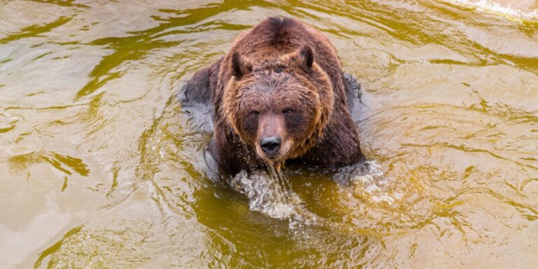 El oso Koda del Parque de la Biodiversidad padece un tumor maligno y se encuentra bajo tratamiento
