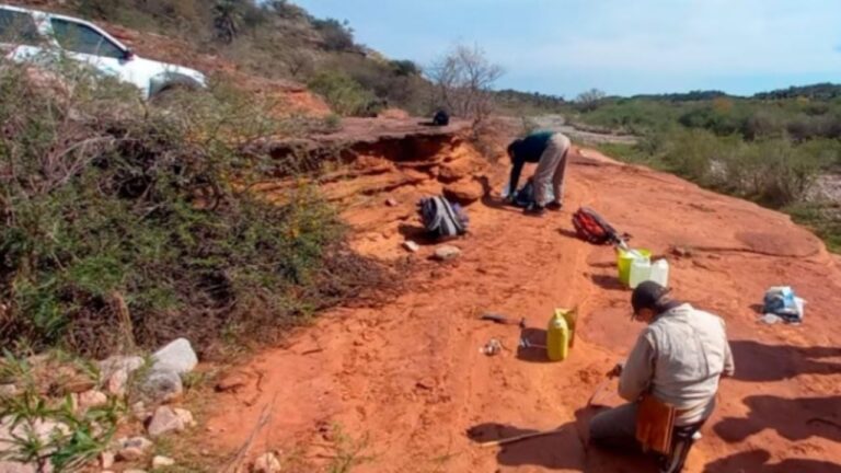 Encontraron restos fósiles de lo que sería el primer dinosaurio de Córdoba