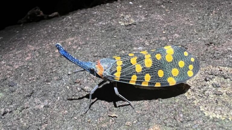 Por qué se están descubriendo cada vez más especies de seres vivos y cuántas quedan por hallar?