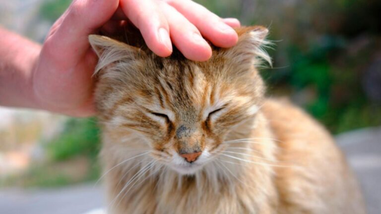 Cuando tu gato te da cabezazos, esto es lo que realmente te está diciendo