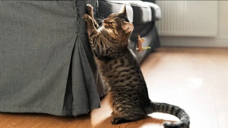 Descubre por qué tu gato rasguña los muebles