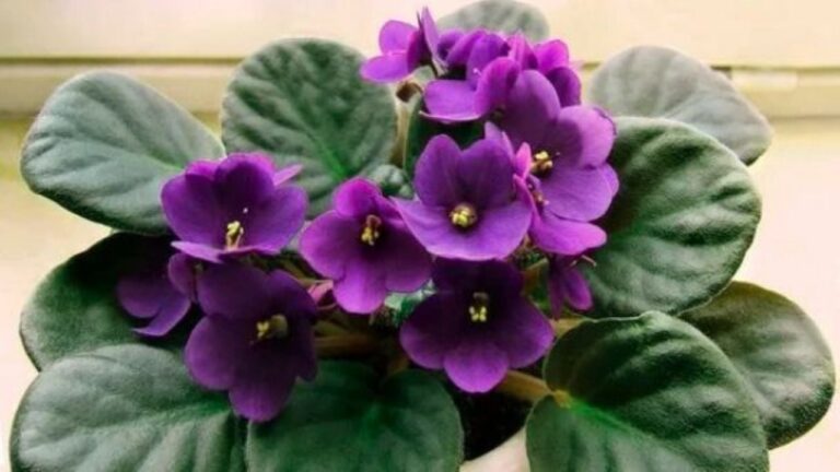 Violeta africana: el toque de color y distinción para tu decoración