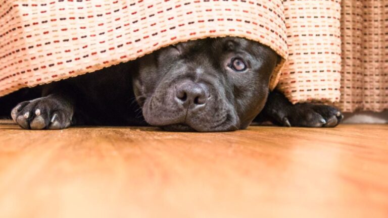 Pirotecnia en Año Nuevo: cómo proteger a tu perro del miedo y el estrés