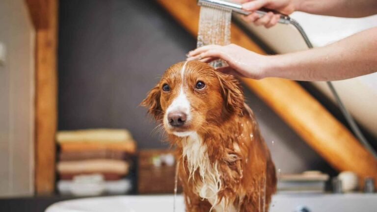 Baño en perros: la frecuencia ideal para cuidar su piel y su salud