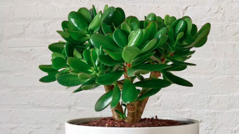 El problema más frecuente del árbol de jade en verano y cómo evitarlo
