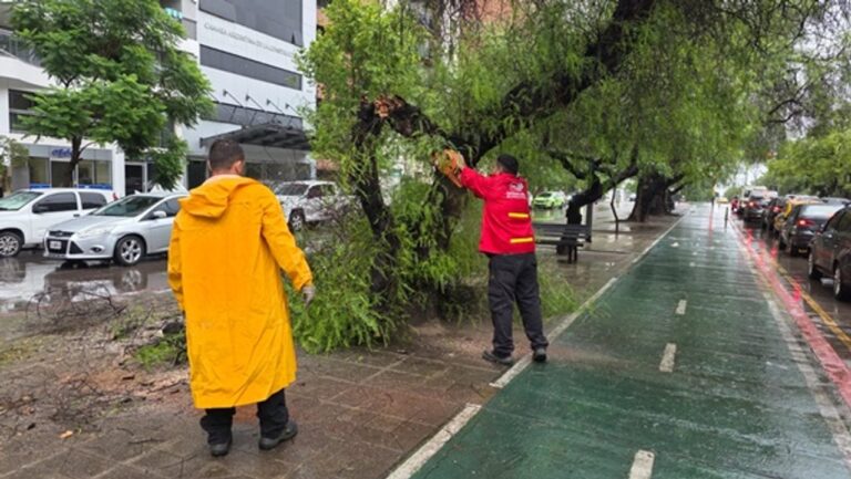 La tormenta en Córdoba provocó la caída de un árbol y riesgos de derrumbe en viviendas