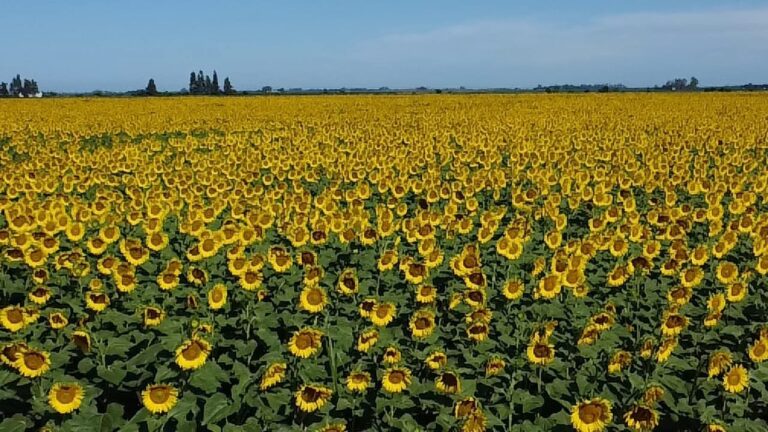 El girasol gana terreno con innovación genética y alianzas estratégicas