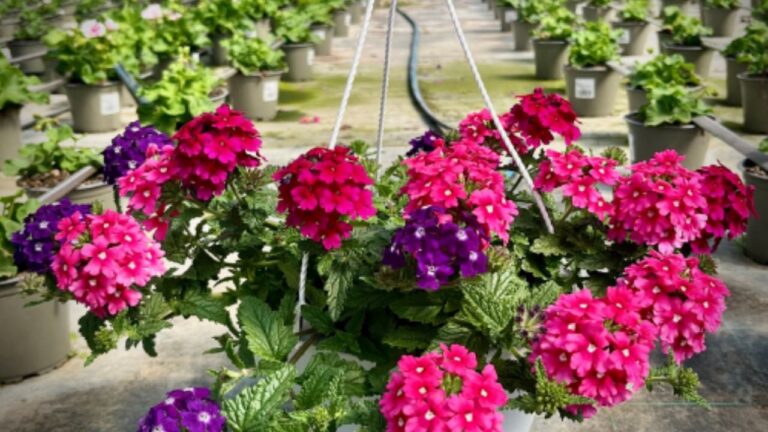 Qué sembrar en enero para lograr un jardín colorido todo el verano