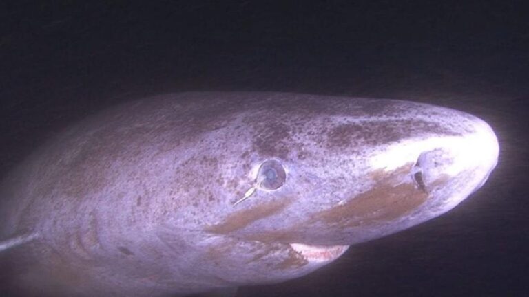 Descubren cómo los tiburones de 400 años conservan una visión perfecta