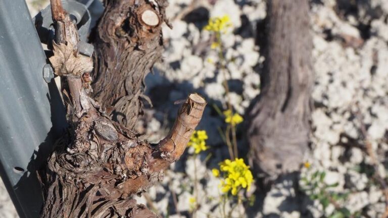 La RAIF alerta del riesgo de las enfermedades de la madera de la vid durante la poda invernal