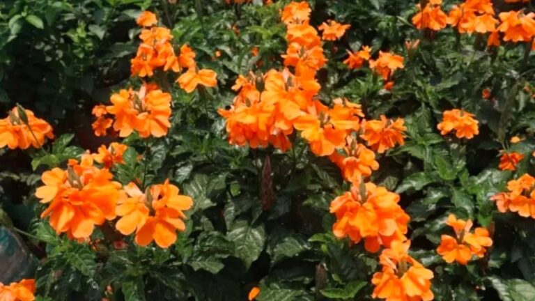 La flor ideal para tener color todo el año
