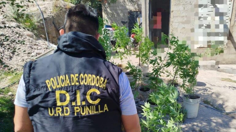 Operativo en Colinas por robo de motos terminó con plantas de marihuana