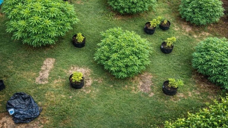 Descubrieron marihuana en su casa: la vecina entregó todas las plantas