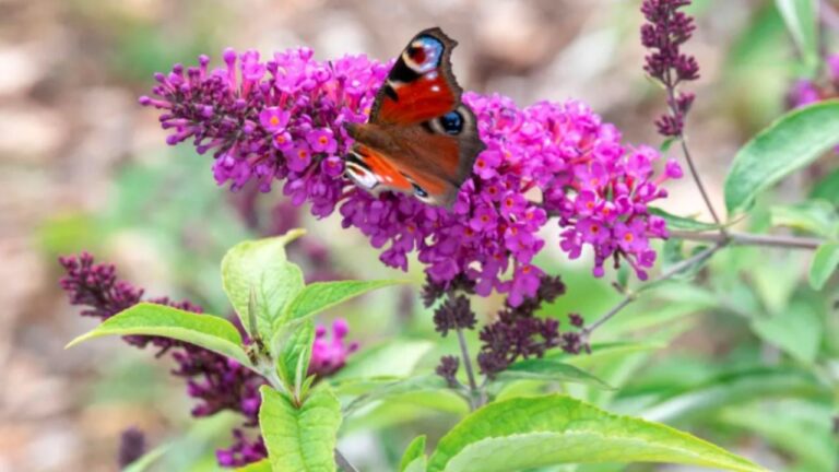 Arbusto de las mariposas: La planta que ama el sol y florece todo el verano.
