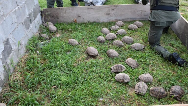 Viajaba con 150 tortugas y 100 loros escondidos en una ruta nacional