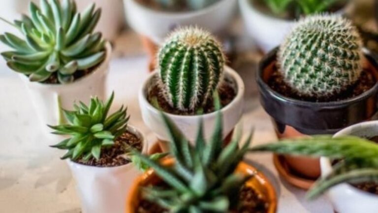 Jardinería: conocé estos cuatro fascinantes usos de los cactus