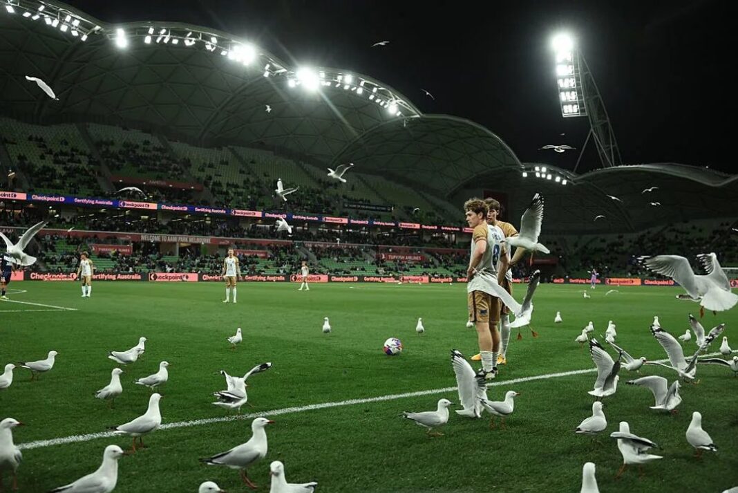 Gaviotas posadas en el campo de juego durante un partido de fútbol australiano en el estadio AAMI Park de Melbourne.