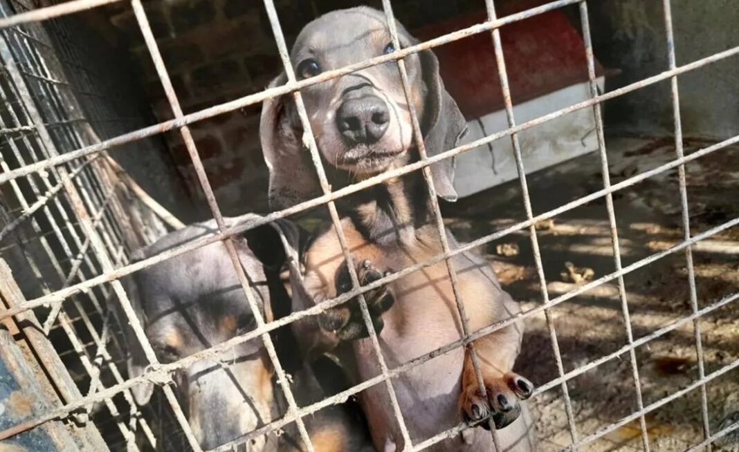 Operativo de rescate animal en un criadero de Villa Unión, Córdoba