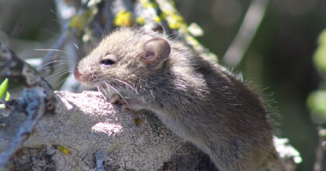 Médico infectólogo Flavio Lípari habla sobre hantavirus en Argentina