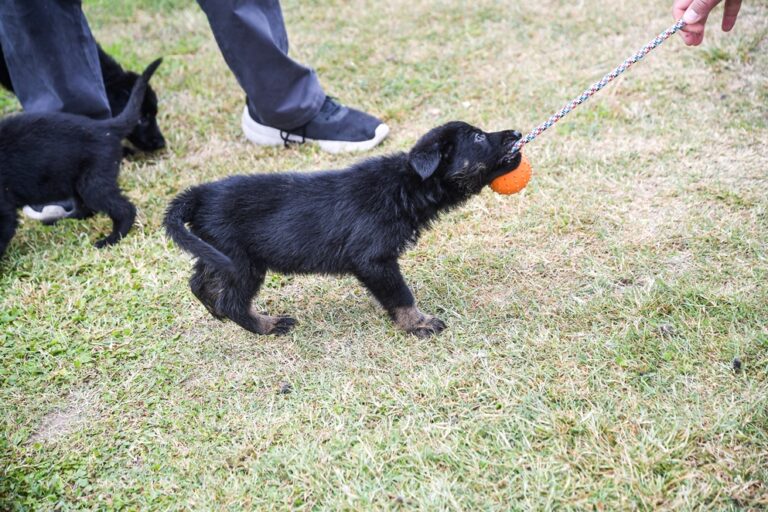 Cachorros de ovejero alemán de la división K-9 de la FPA en Córdoba